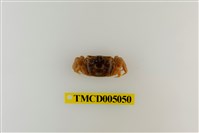 藏品(紫螯大眼蟹)的圖片